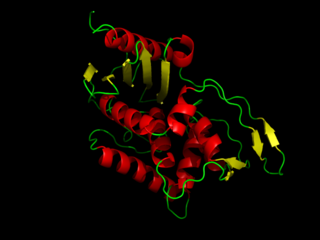 DD-transpeptidase