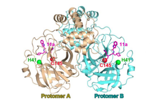 <span class="mw-page-title-main">3C-like protease</span> Class of enzymes