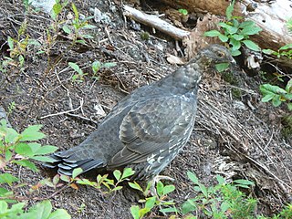 Sooty grouse (Dendragapus fuliginosus)