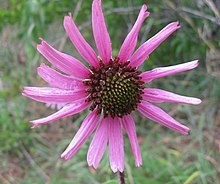 Echinacea tennesseensis Couchville.jpg