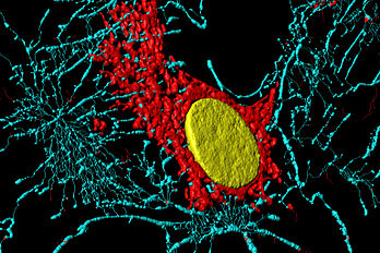 Microfilaments, mitochondrie et noyau d'un fibroblaste. (définition réelle 3 072 × 2 048)