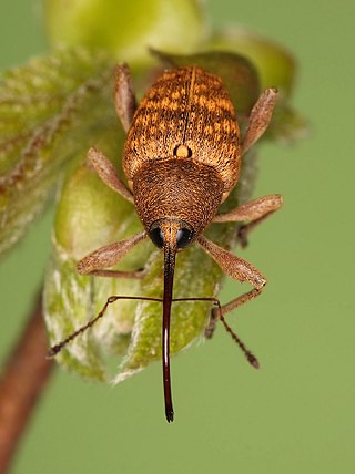 <i>Curculio nucum</i> Species of beetle