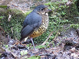 Geschubde mierpitta