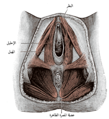 العجان وعضلات قاع الحوض لدى الأنثى