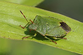 Green shield bug (Palomena prasina) 3