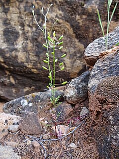 <i>Hornungia procumbens</i> Species of flowering plant