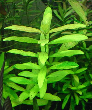 <i>Hygrophila</i> (plant) Genus of flowering plants