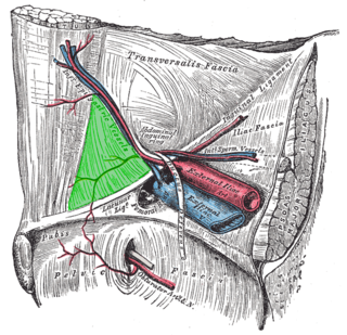 <span class="mw-page-title-main">Inguinal triangle</span> Region of the abdominal wall in humans