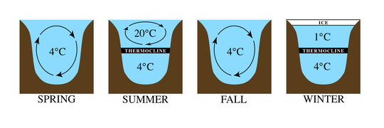 Сезонна стратифікація озерних вод (англ.)