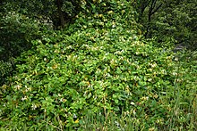 Lonicera japonica's rapid growth allows it to outcompete other plants in the areas it invades. Lonicera japonica kz5.jpg