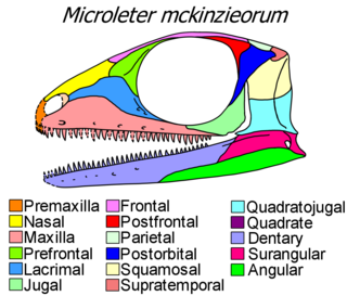 <i>Microleter</i> Extinct genus of reptiles