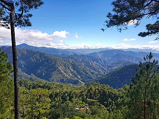 <span class="mw-page-title-main">Luzon tropical pine forests</span>