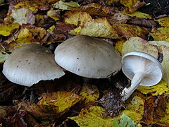 Clitocybe nébuleux