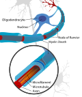 A neuron of the CNS, myelinated by an oligodendrocyte