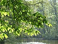 * Nomination Young leaves of the horse-chestnut (Aesculus hippocastanum) MJJR 21:02, 24 May 2007 (UTC) * Promotion Nice picture of a very beautiful tree, with the green of the leaves enhanced by the special lighting. But don't eat the chestnuts, they are toxic... - Alvesgaspar 21:24, 24 May 2007 (UTC)