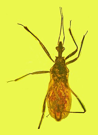 <i>Paleotriatoma</i> Extinct species of true bug