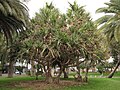 Dracaena? Pandanus, vielleicht Pandanus utilis