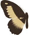 Papilio zenobia (illustration de l'avers)