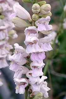 <i>Penstemon</i> Genus of plants