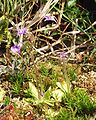 Pinguicula vulgaris plants