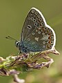 * Nomination Silver-studded Blue (Plebejus argus), Jena, Germany --LC-de 01:03, 12 May 2013 (UTC) * Promotion  Support OK --A.Savin 10:47, 12 May 2013 (UTC)