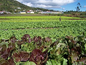 Lettuces fields on Réunion island