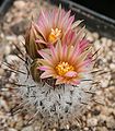 Rapicactus zaragozae