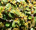 Rhamnus crocea