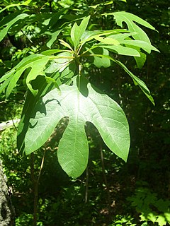 <i>Sassafras albidum</i> Species of plant