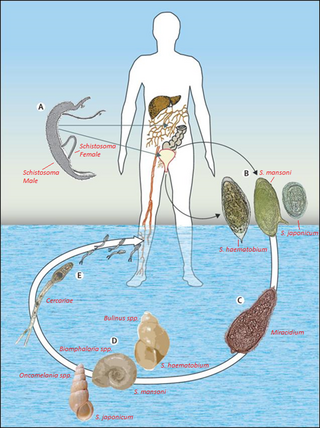 <span class="mw-page-title-main">Gastropod-borne parasitic disease</span> Medical condition