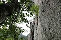 East face of Seneca Rocks