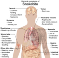 Image 9Most common symptoms of any kind of snake bite envenomation. Furthermore, there is vast variation in symptoms between bites from different types of snakes. (from Snake)