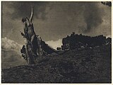 Anne Brigman: Soul of the Blasted Pine (1908)