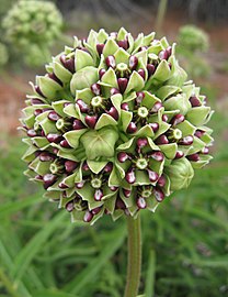 Spider milkweed