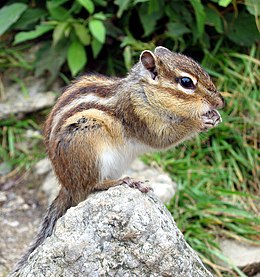 Azijinis burundukas (Tamias sibiricus)