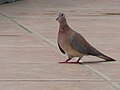 Palmtaube Laughing Dove