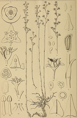 <span class="mw-page-title-main">Petrosaviaceae</span> Family of flowering plants