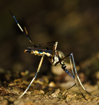 <i>Toxorhynchites splendens</i> Species of fly