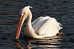 White pelican