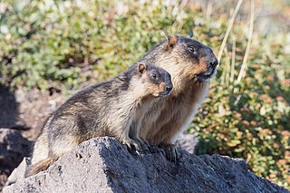 <span class="mw-page-title-main">Black-capped marmot</span> Species of rodent