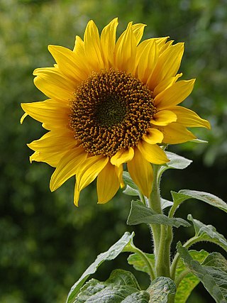 <span class="mw-page-title-main">Heliantheae</span> Tribe of sunflower plants