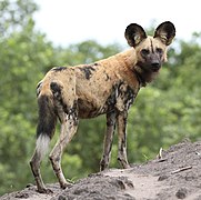 African wild dog