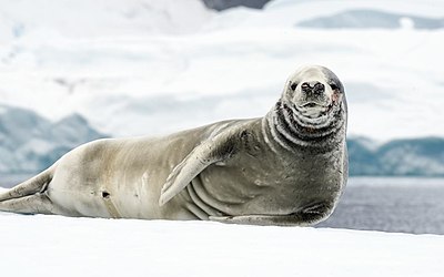 Lobodon carcinophagus di Antartika.