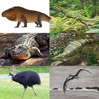 <span class="mw-page-title-main">Archosauriformes</span> Clade of reptiles