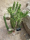 Austrocylindropuntia subulata (Cactaceae).JPG