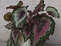 Begonia-Rex-krüsang