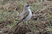 Black-fronted Ground-tyrant.jpg