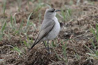 Black-fronted ground tyrant Species of bird