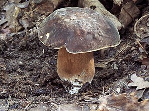 Borowik ciemnobrązowy (Boletus aereus)