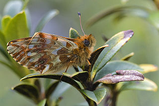 <i>Boloria pales</i> Species of butterfly